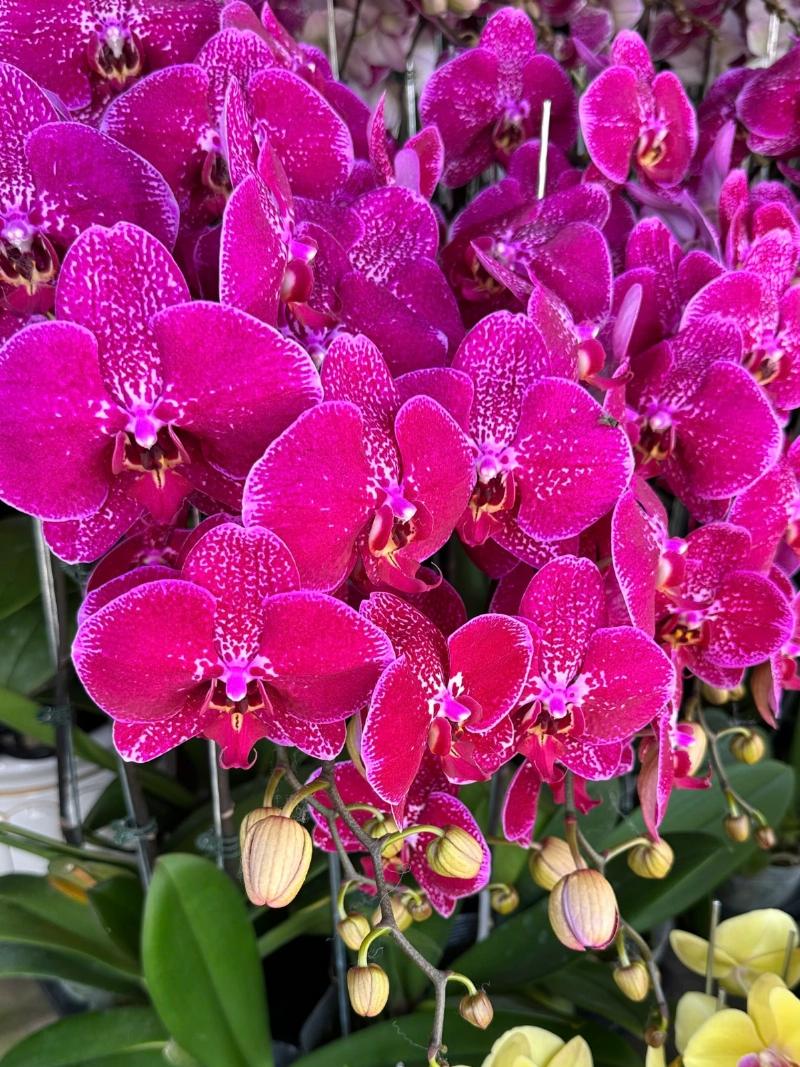 Cận cảnh chậu hoa lan hồ điệp tím rực rỡ đang được lựa chọn kỹ lưỡng, đảm bảo chất lượng và vẻ đẹp tự nhiên